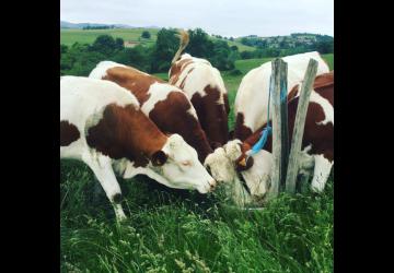 De la ferme à l’assiette : journée gourmande à Lyon_Lyon 2ème