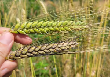 De la terre au pain_Le CroissantFertile_Mornant