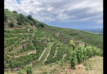 LES COTEAUX DE CÔTE-RÔTIE