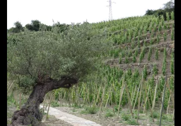 Vignoble du Domaine SEMASKA