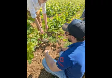 Visite immersive des vignes