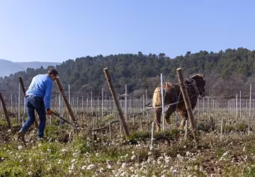Labour à cheval