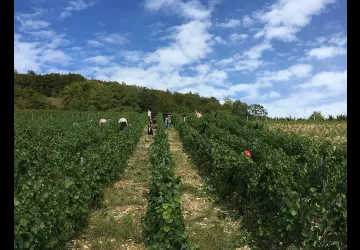 Domaine de la Dentelle_St Martin du Mont