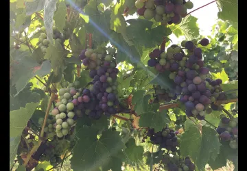 Domaine de la Dentelle_St Martin du Mont