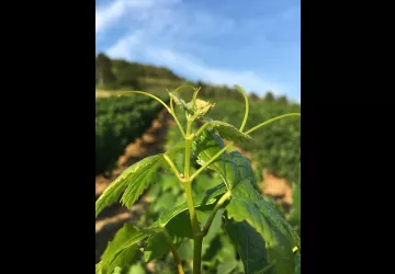 Domaine de la Dentelle_St Martin du Mont