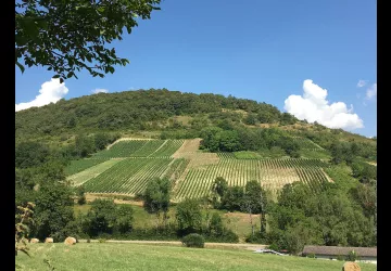 Domaine de la Dentelle_St Martin du Mont