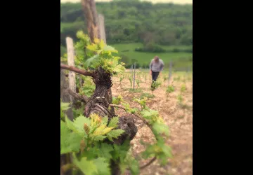 Domaine de la Dentelle_St Martin du Mont