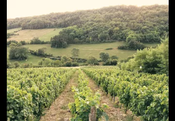 Domaine de la Dentelle_St Martin du Mont