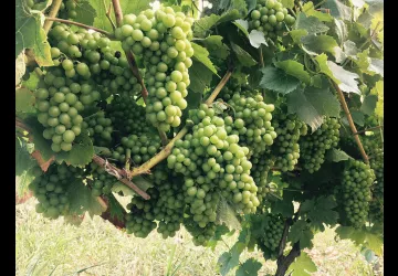 Domaine de la Dentelle_St Martin du Mont