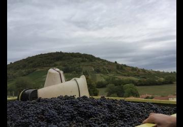 Domaine de la Dentelle