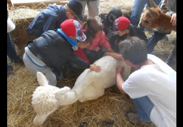 on caresse un alpaga