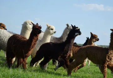 big_alpaga_huacaya_suri