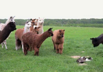 big_alpaga_troupeau_chat