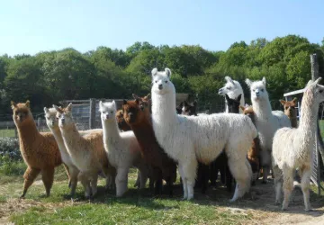 big_alpagas8_20n_C3_A9s_20en_202013