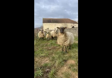Mouton dans le Clos