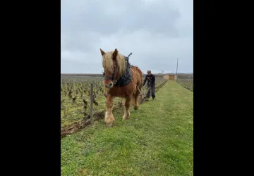 Labour cheval 01-2022 (11)