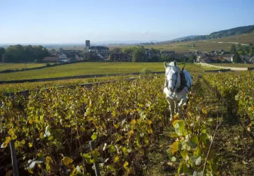 VignobleCMM_HHD20111014©MBAUDOIN0011