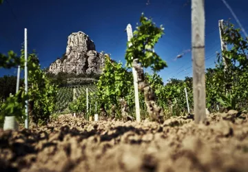 VG_BFC_DEGUSTATION_SOLUTRE_©CHERRYSTONE_020619_460