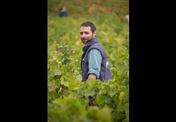Vignoble