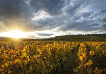 Batards-Montrachet