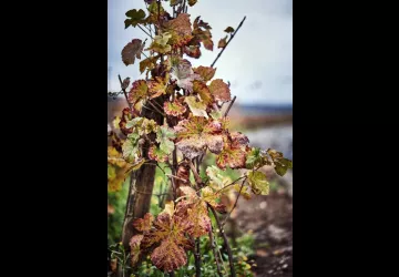 VG_BFC_©CHERRYSTONE_151119_RESTAURANT_LE_CHARLEMAGNE_040