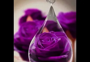 Rose goutte d'eau 