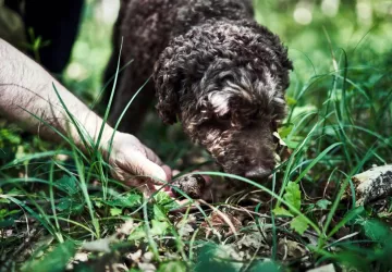 VG_BFC_MILLE_TRUFFES_©CHERRYSTONE_020619_211