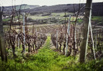 VG_BFC_©CHERRYSTONE_161219_DOMAINE_CHASSELAS_004