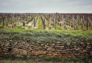 VG_BFC_©CHERRYSTONE_161219_DOMAINE_CHASSELAS_018