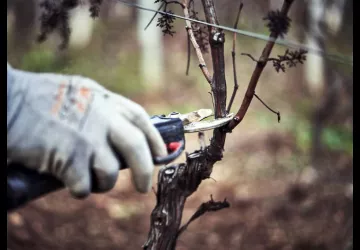 VG_BFC_©CHERRYSTONE_161219_DOMAINE_CHASSELAS_181