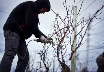 VG_BFC_©CHERRYSTONE_161219_DOMAINE_CHASSELAS_193