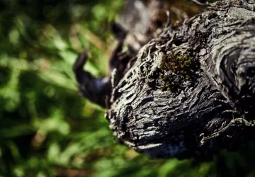 VG_BFC_©CHERRYSTONE_031219_CHATEAU_POMMARD_133