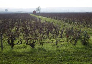 Vignes