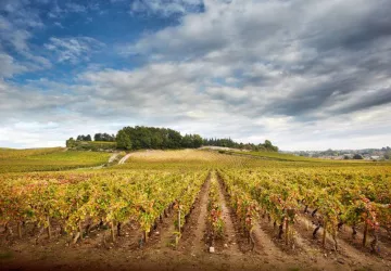 Clos-du-Roi---Mission---chateau-de-Chamirey